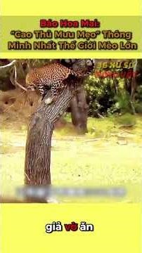 Báo Hoa Mai: “Cao Thủ Mưu Mẹo” Thông Minh Nhất Thế Giới Mèo Lớn