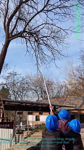 Workers Use Rope to Pull Tree Branches: Simple Teamwork in Action