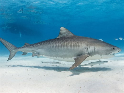 The New Migration Patterns of Tiger Sharks