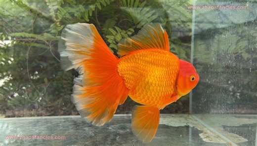 4.1K views · 231 reactions | Stocky body and large tails on this Zhao’s signature Red Peonytail Oranda  #zhaosfancies #zhaosfancirsgoldfishfarm #peonytailoranda #oranda | Zhao's Fancies Fancy Goldfish Farm | Facebook