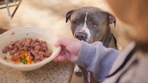 Did you know you can take a shelter dog out for the day or a long weekend through our foster field trip program? 🐶 Whether you’re looking to go up to Mount Charleston for the afternoon, or need someone to dine with you on the patio at Lazy Dog restaurant, we’ve got a pup who would love to spend some time with you. Here are just a few of the benefits for the dog: ✔️Gives them a break from shelter stress; these breaks are PROVEN to reduce dogs' cortisol (stress hormone) levels ✔️Helps us learn mo