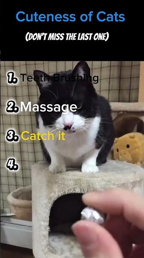 Cuteness of Cats|🐾🐱 #cat #funny #clips
