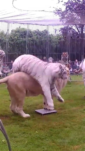 White Lion vs Bengal Tigers: Size Comparison in a French Circus