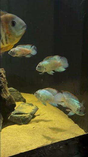 Quick Aquarium Glass Cleaning 🧽