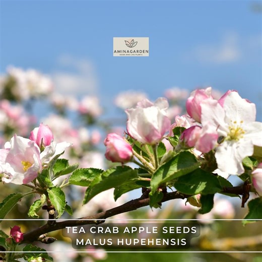 Tea Crab Apple Seeds – Malus Hupehensis (fast Growing, Edible, Ornamental Fall Color) - Etsy