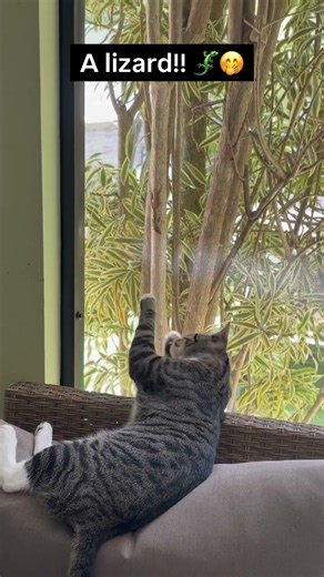 Kira got tired of the birds, so now she’s on lizard patrol 🐱🦎👀