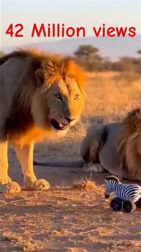 LION 🦁 | FUNNY MOMENTS 😂 | You Won’t Stop Laughing