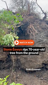 1M views · 5.7K reactions | Storm Éowyn rips a 70-year-old tree from the ground in Co. Antrim. Thankfully, the tree fell into the owner's front garden where nobody was hurt. There was also no damage to the house or surrounding structures. : Instagram.com/@life.home.loves #StormÉowyn | Irish Examiner | Facebook