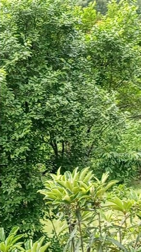 Peaceful Green Hills | Nature's Therapy