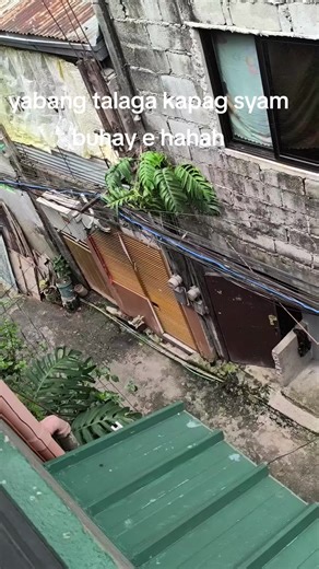 Hilarious White Cat Compilation for Cat Lovers