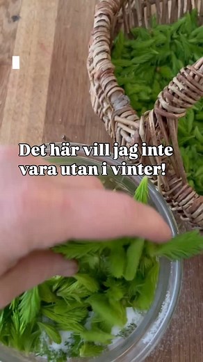Anna Rosenblom ⭑ Herbalist & lärare ⭑ örter läkeväxter on Instagram: "Det finns så mycket jag vill göra av granskott i år: örtsirap, shrub, pesto, vinäger, tinktur & sist men inte minst - granskottssaft! Det sistnämnda är det barnen som propsar på att vi ska göra - och tack och lov är de villiga att hjälpa till att plocka och fixa med en riktigt stor batch kallrörd granskottssaft - det blir så galet gott. När man håller på med örter så mycket som jag gör så är det ofrånkomligt att kunskapen & in