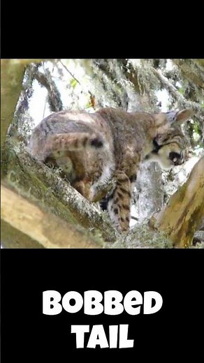 The Bobcat BOBBED TAIL !!!