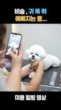Watch This Bichon’s Adorable Peekaboo Ears Appear!
