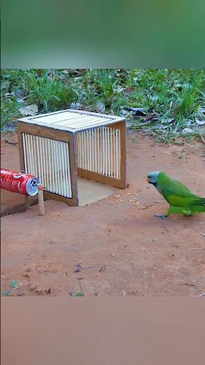 Easy Underground Bird Trap 🦜 100% Working Parrot Catching Idea