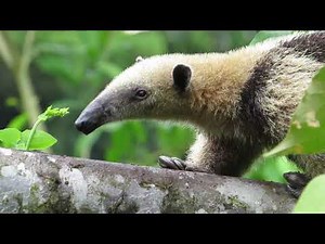 El tamandúa mexicano | Tamandua mexicana | Oso Hormiguero