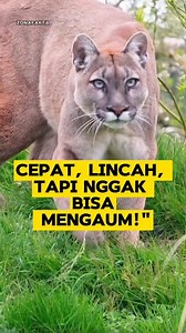 516K views · 14K reactions | Fakta Unik Puma: Kucing Besar Predator yang Nggak Bisa Mengaum! #Puma #FaktaHewan #KucingBesar #PredatorLiar | Zona Fakta | Facebook