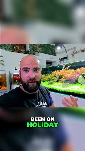 Aquarium's Insane Growth: 1 Month Update! You Won't Believe It! #aquascape #aquarium #fishtank