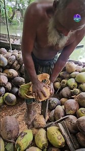 The ancient method of removing coconut husks.