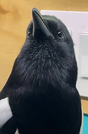 Trew Facks on TikTok