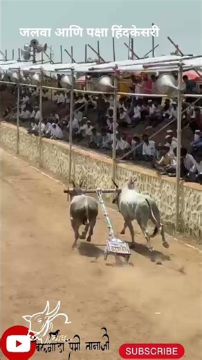 शिंदेगाव यात्रा दि.पहिला पक्षा आणि जलवा काळे शिवले जुगलबंदी #live #bailgadasharyat #पक्षा शिंदेगाव