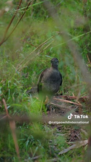 Exploring the Wonders of Wildlife with National Geographic