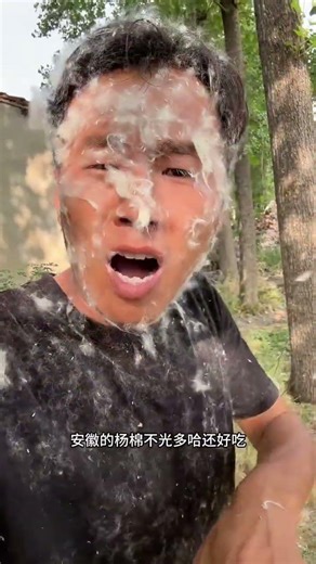 Title: China's Poplar Cotton Trees: A Hidden Gem in Hebei and Henan