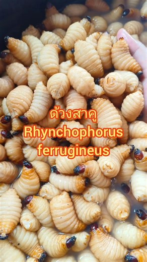 ด้วงสาคู Rhynchophorus ferrugineus #@สุวรรณะ กำภู #spring2024#สมุนไพร #เครื่องรางของขลัง #ครีเอเตอร์มือใหม่ #มือใหม่เปิดสร้างรายได้ #aiเปิดค่าการมองเห็น #คลิปสั้นมือใหม่ #ครีเอเตอรติดกระแส #เปิดค่าการมองเห็น #คลิปการเรียนรู้ #สร้างรายได้จากเฟสบุ๊ค #คลิปล้านวิว #คลิปสร้างรายได้ #แฮชแท็ก #เพิ่มการมองเห็น #ว่านยาสมุนไพร #สมุนไพร #คนชอบปลูกต้นไม้ #ต้นไม้หายาก #ต้นไม้แปลก #พืชสวยงาม #ต้นไม้มงคล | Tharathep Thongrern