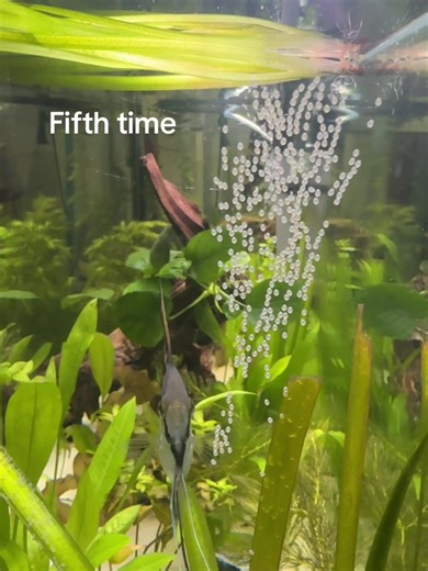 Understanding Fish Breeding in Aquariums