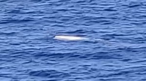 'Extremely rare' white sperm whale sighted near Jamaica