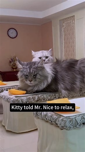 @xings.world on Instagram: "Mr Nice huts up the…"