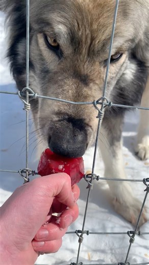 We gave out special heart shaped valentine treats to the wolves to show our love for them for Valentine’s Day! | Wolf Sanctuary of PA
