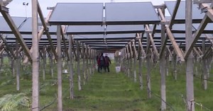 Coltivare all'ombra dei pannelli solari