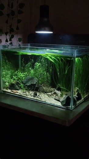 beautiful low tech planted aquarium setup #aquarium #feeds