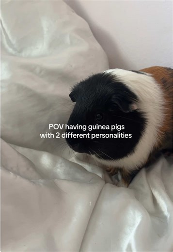 Understanding Guinea Pig Personalities and Behavior