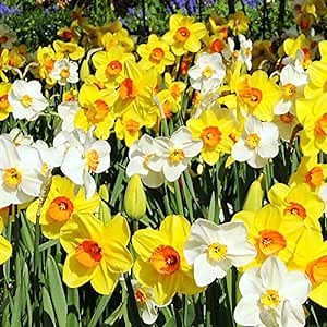 Bulk Mixed Daffodils Flower Bulbs - 250 Bulbs per Pack - Deer Resistant - Good as Cut Flowers - Naturalizing - Perennializing - Easy to Grow Live Plants - Outdoor Garden
