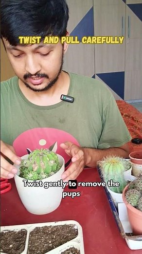 Cactus Babies? Here’s What to Do!