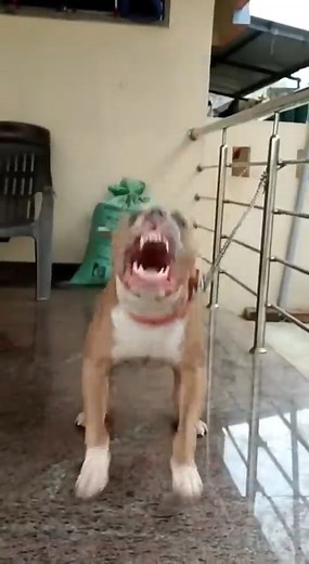 149K views · 246 reactions | Pitbull dog barking dog barking sound #viral #shorts | DEEP WILD - animal documentary | Facebook