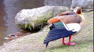 Egyptian goose, Alopochen aegyptiaca, beautiful waterfowl with webbed feet walks along the shore of a city park, migration of feathered duck family, protection wildlife, do not feed animals