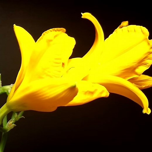 Daylily (Hemerocallis) time-lapse
