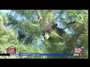 Bear spotted in tree