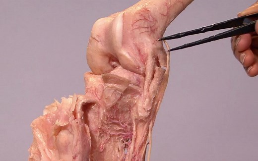 膝关节的解剖 by Dr. Shakti Chandra