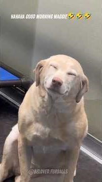 💙🐾 Dogs That Smile on Command! Funniest Smiling Dogs Compilation 🐾💙