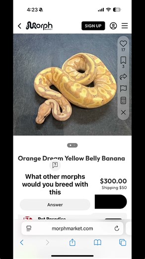 What other morph would you breed with this one #ballpython #banana