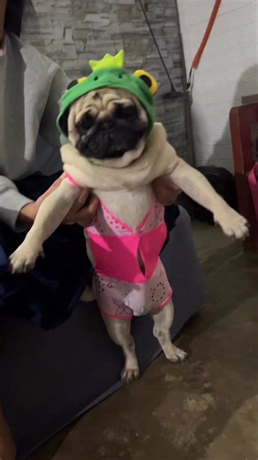 Cromwell The Pug on Instagram: "Wit wiww 🤭#pug #pet #dog #cromwell"