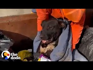 Police Officer Spots Abandoned Dog In Dumpster | The Dodo