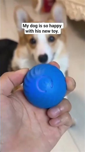My dog is so happy with his new toy. #dog #dogtoys