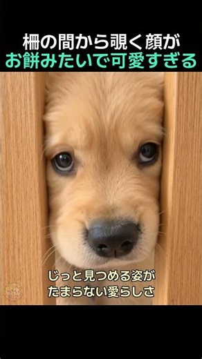 木製の柵から顔を出す子犬のほっぺがまるでお餅みたいにぷにぷで可愛すぎる瞬間