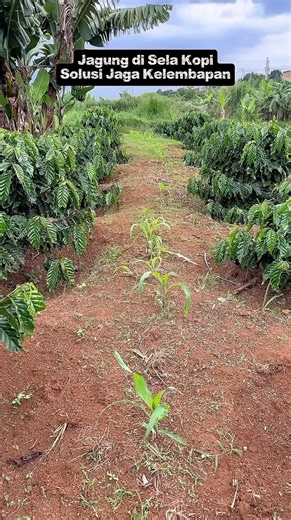Corn in Coffee: A Solution to Maintain Humidity or Stealing Coffee Water? 🌽☕️