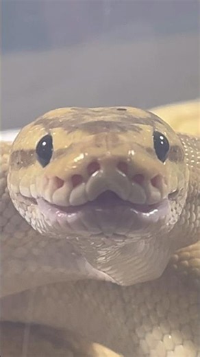 DRAKKON | Banana Pinstripe Royal / Ball Python | #feeding #short 🍌🎬 (26.01.26)