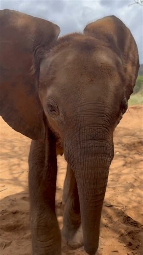 When you love mud this much, there’s only one thing to do… dive right in! 🤿 While waiting for his best friend Siilai to wake up from a snooze, Kimani’s busy perfecting his face-planting technique. It’s a little messy, a lot adorable, pure baby-elephant joy, and perfectly Kimani. 🐘🥰 Adopt Kimani and Siilai today – for more stories of mud, mischief, and wholehearted friendship: reteti.org/kimani-and-siilai (link in bio!) 🐘🐃 Video by @katie.rowe ✨ | Reteti Elephant Sanctuary